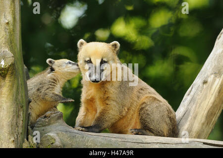 South American nasal bears, Nasua nasua, mother animal with young animal, trunk, sit, side view, view camera, Stock Photo