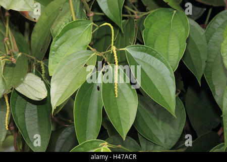 Pepper plant, Piper nigrum, Stock Photo