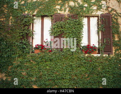 House facade, window, detail, ingrown, wild wine, house, facade, covered, plant, climbing plant, wine leaves, foliage, facade planting grass, overgrown, become overgrown, ornamental plants, vine plants, entwine themselves, outside, Stock Photo