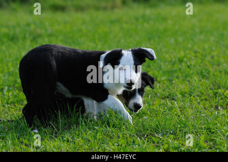 Of Border collie, puppy, meadow, side view, Stock Photo