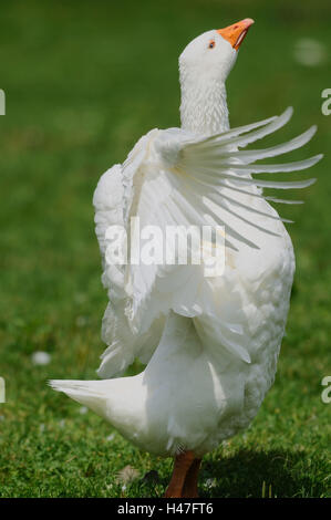 House goose, side view, stand, wings, hit, meadow, Stock Photo