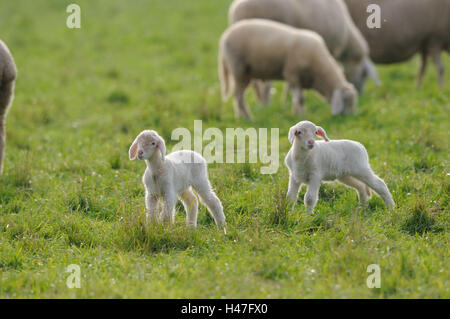 Domestic sheep, Ovis orientalis aries, lambs, meadow, standing, looking at camera, Stock Photo