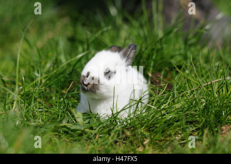 Domestic rabbit, Oryctolagus cuniculus forma domestica, young animal, meadow, front view, lying, looking at camera, Stock Photo