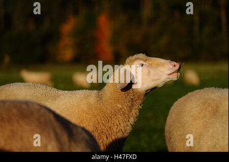 Domestic sheep, Ovis orientalis aries, portrait, side view, Stock Photo
