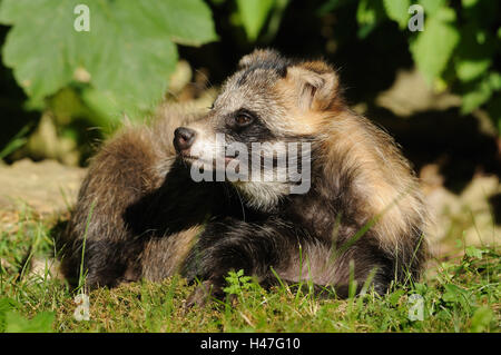 Marten's dog, Nyctereutes procyonoides, meadow, side view, lie, Stock Photo