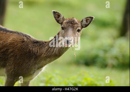 Fallow buck, Cervus dama, hind, portrait, side view, stand, summer, Stock Photo