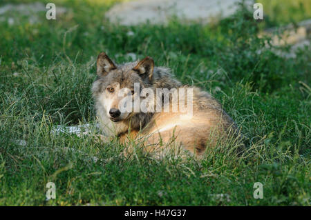 Timberwolf, Canis lupus lycaon, meadow, side view, lie, view in the camera, Stock Photo