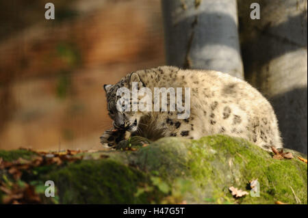 Snow leopard, Uncia uncia, young animal, side view, walking, rock, Stock Photo