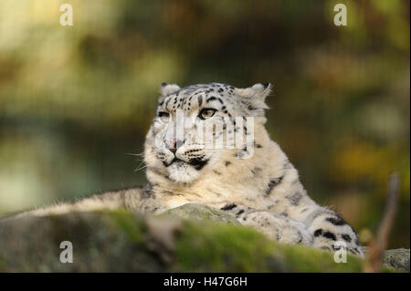 Snow leopard, Uncia uncia, side view, lying, rock, Stock Photo