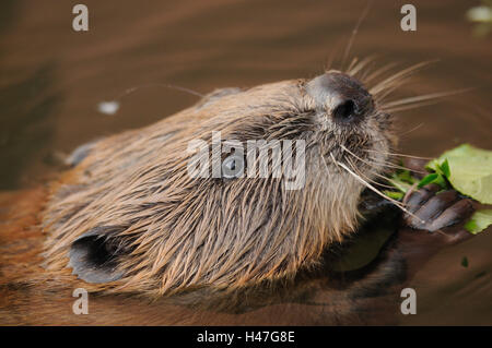 European beaver, Castor fiber, portrait, water, side view, swimming, willow leaves, eating, focus on the foreground, Stock Photo