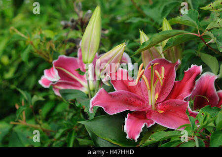 Lily, Lilium, red, borders, focus on the Vordergrung, Germany, Stock Photo