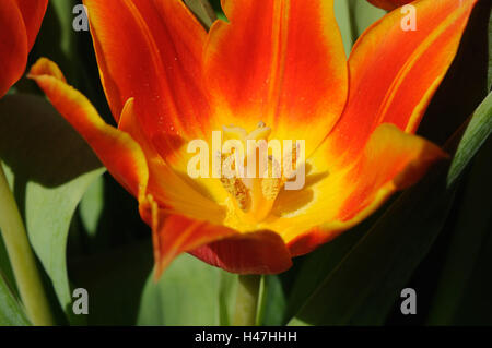 Tulip 'Duc van Tol', Tulipa greigii hybrid, red, yellow, blossom, Germany, Stock Photo