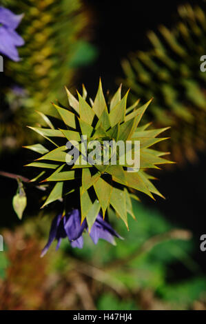 Chilean Araukarie, Araucaria araucana, grow, detail, garden, Germany, Stock Photo