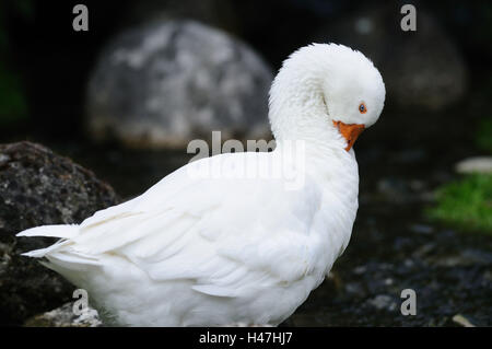 House goose, side view, stand, Stock Photo