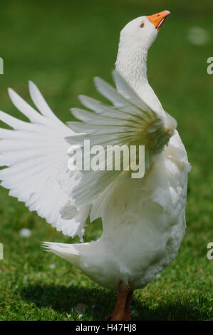 House goose, side view, stand, wings, hit, meadow, Stock Photo