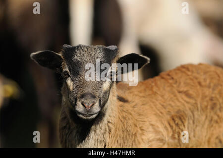 Cameroon sheep, lamb, portrait, front view, standing, looking at camera, Stock Photo