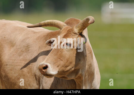 Domestic cattle, Bos primigenius taurus, portrait, side view, Stock Photo