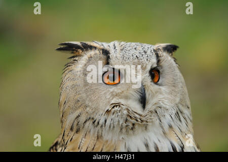 Western Siberian Eagle-owl, bubo bubo sibiricus, portrait, front view, Looking at camera, focus on the foreground, Stock Photo