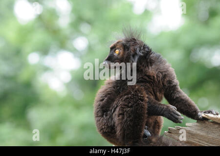 Black lemur, Eulemur macaco, male, side view, sitting, view above the shoulder, focus on the foreground, Stock Photo