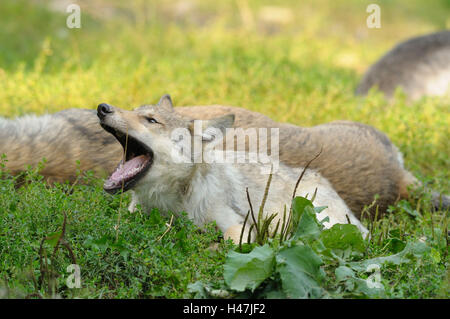 Timberwolf, Canis lupus lycaon, puppy, meadow, side view, lie, yawn, Germany, Stock Photo