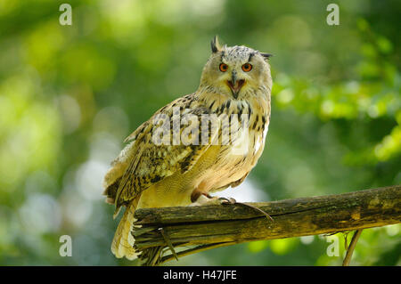 Western Siberian Eagle-owl, bubo bubo sibiricus, branch, side view, sitting, looking at camera, Stock Photo
