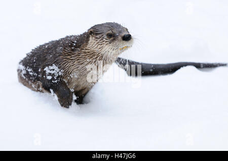 North American otter, Lontra canadensis,