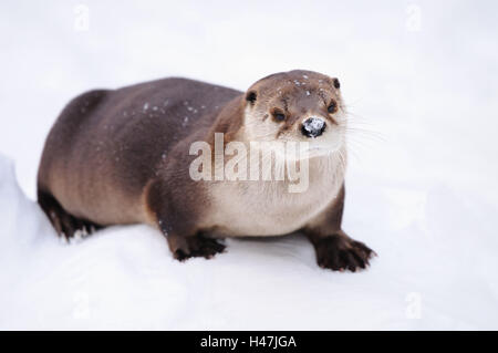 North American otter, Lontra canadensis, view in the camera, Stock Photo