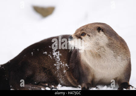 North American otter, Lontra canadensis,