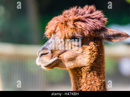 Red Llama captured in the sunlight, London, UK. Stock Photo