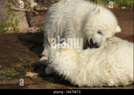 Polar bears, Ursus maritimus, young animals, play, Stock Photo