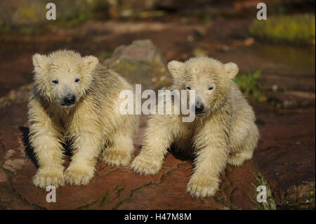 Polar bears, Ursus maritimus, young animals, Stock Photo