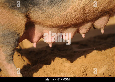 House pig, Sus scrofa domestica, nut sow, Gesäuge, nipples, Stock Photo