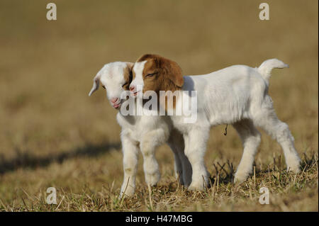Boer goats, two kids, Stock Photo