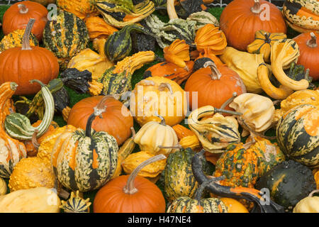 Ornamental pumpkins, differently, Cucurbita, Stock Photo