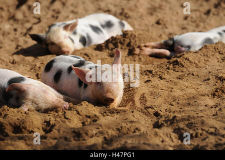 Domestic pigs, Sus scrofa domestica, piglet, looking at camera, Stock Photo