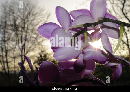 Orchid 'blue Vanda', Phalaenopsis, pink, blossom, tropical, Stock Photo