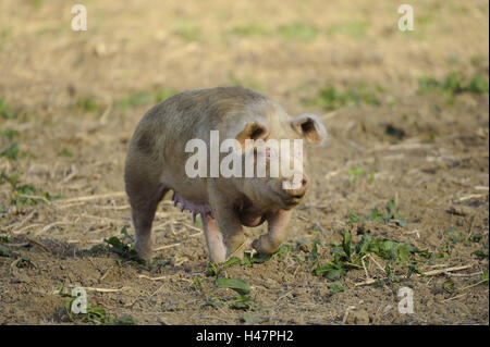 House pig, Sus scrofa domestica, field, run, Stock Photo