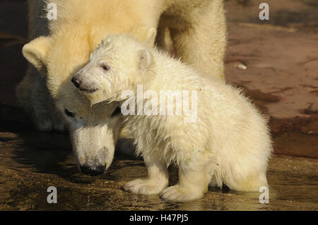 Polar bears, Ursus maritimus, mother animal, young animal, Stock Photo