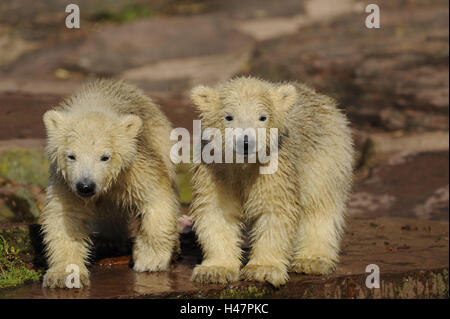 Polar bears, Ursus maritimus, young animals, Stock Photo