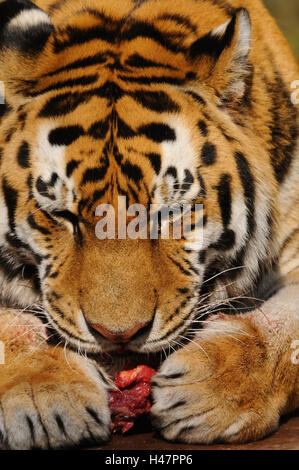 Siberian tiger, Panthera tigris altaica, eating, portrait, Stock Photo