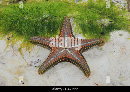 Starfish, Indian ocean, Stock Photo