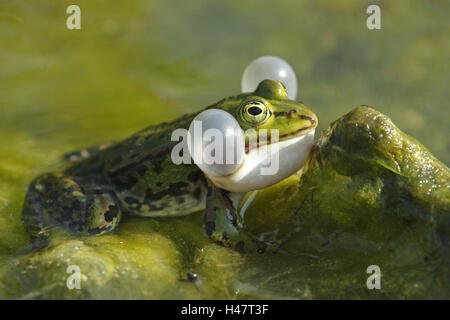 Edible Frog, Rana lessonae, Stock Photo