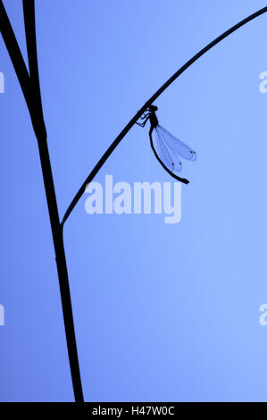Common Blue Damselfly, Enallagma cyathigerum, stalk, Stock Photo