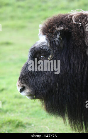 Musk ox, head, side view, close-up, Stock Photo