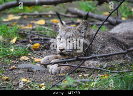 Lynx, lying, Stock Photo