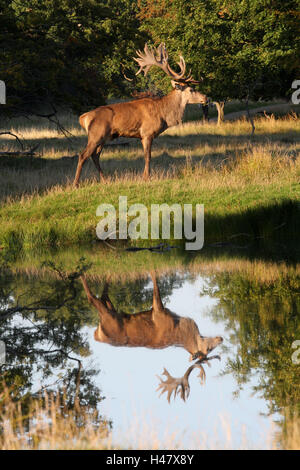 Red deer, water, mirroring, Stock Photo