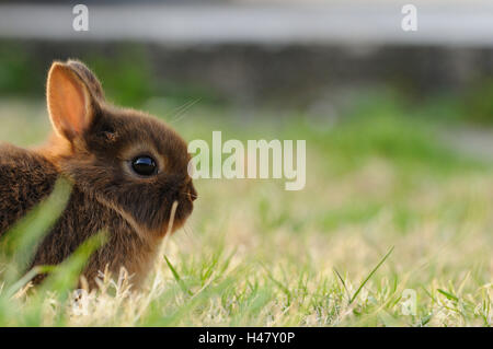 Netherland Dwarf rabbit 'loh Havanna', young animal, portrait, meadow, side view, sitting, Stock Photo