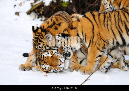 Siberian tigers, Panthera tigris altaica, mother with young animals, side view, cuddling, Stock Photo