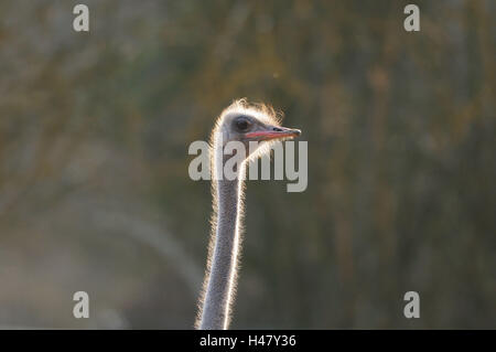 African bunch, Struthio camelus, portrait, back light, side view, Stock Photo