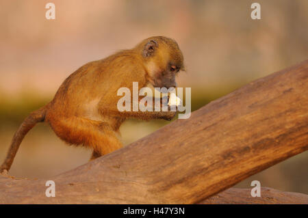 Guinea baboon, Papio papio, young animal, side view, standing, eating, Stock Photo